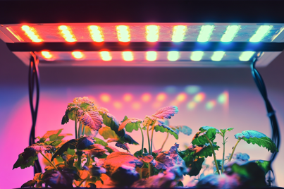 Växtbelysning (LED)